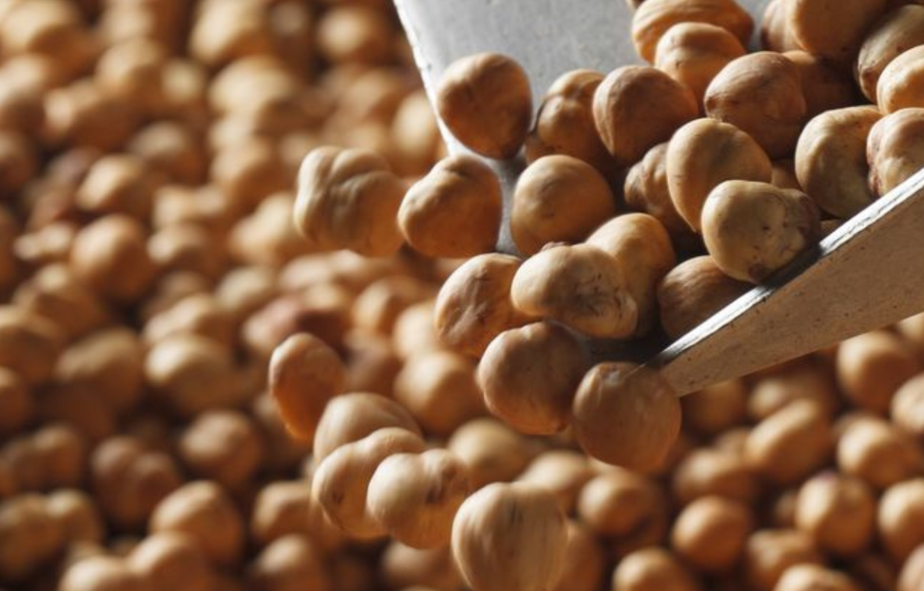 Short supply chain for Piedmont Hazelnuts from Langhe