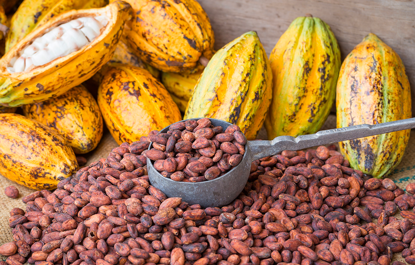 Guide to bitter and non-bitter cocoa: properties and benefits